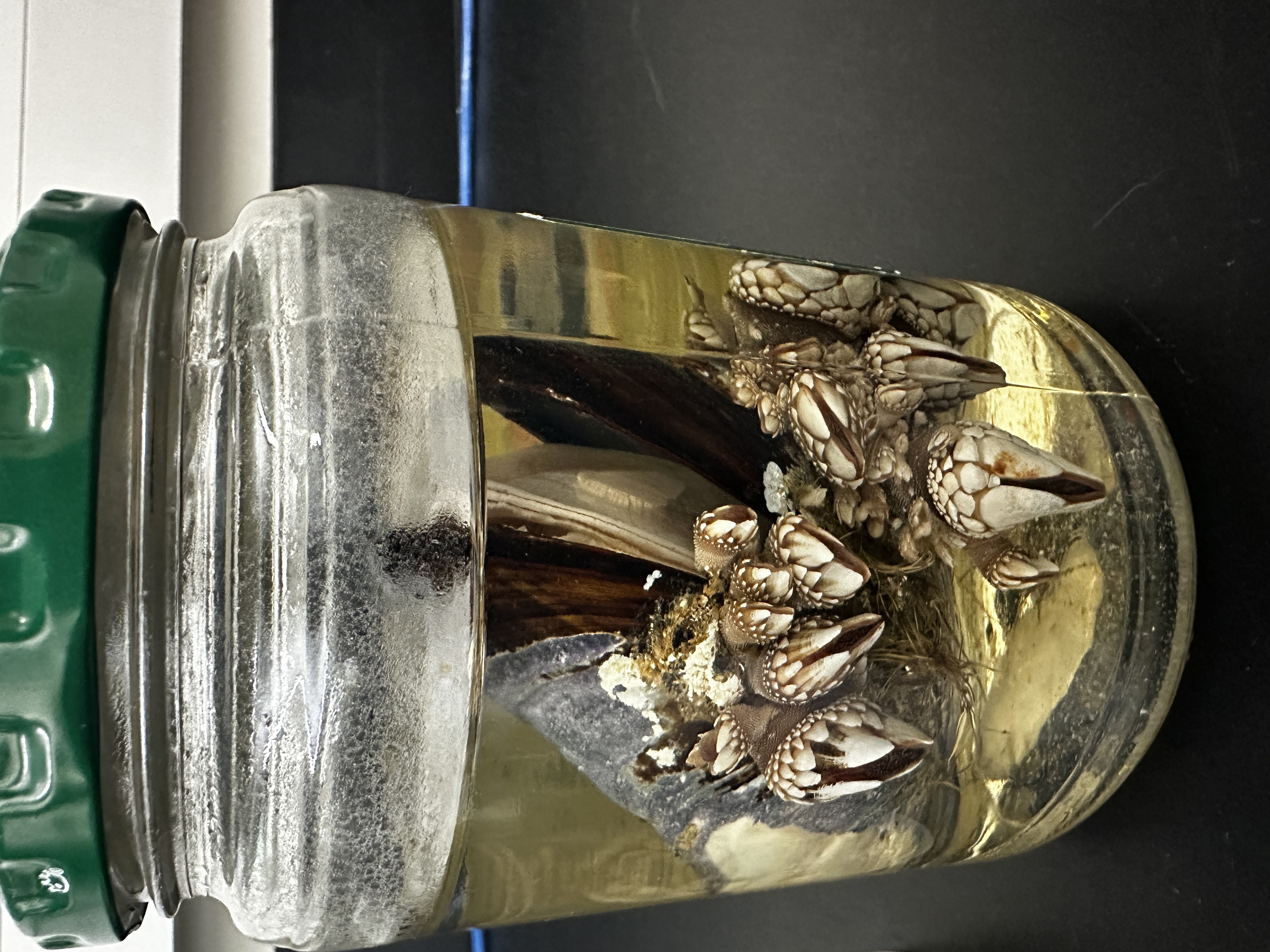 <p>Identify (Grouping(s), Phylum, Subphylum)</p>