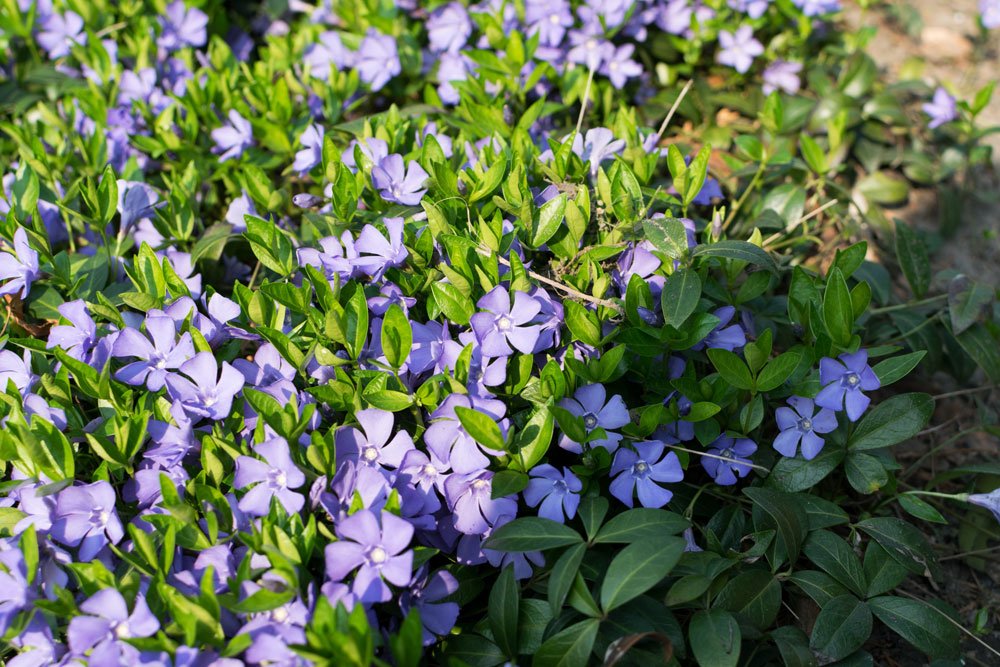 <p>Kann blau, weiss sein</p>