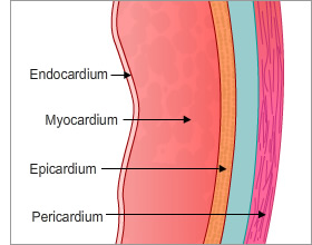<p>List the three layers of the heart wall:</p>
