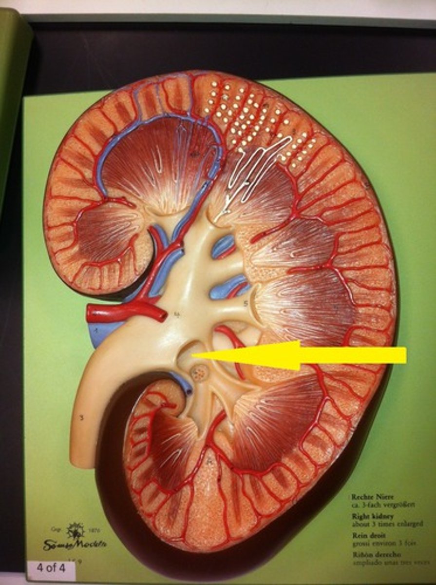 <p>Identify this urinary system structure.</p>