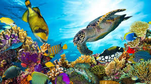 <p><span style="color: blue"><strong><mark data-color="red" style="background-color: red; color: inherit">(Danh từ)</mark></strong><mark data-color="red" style="background-color: red; color: inherit"> </mark><strong><mark data-color="red" style="background-color: red; color: inherit">hệ sinh thái</mark></strong></span><mark data-color="red" style="background-color: red; color: inherit"> – tập hợp các </mark><strong><mark data-color="red" style="background-color: red; color: inherit">sinh vật sống</mark></strong><mark data-color="red" style="background-color: red; color: inherit"> (động vật, thực vật, vi sinh vật...) và </mark><strong><mark data-color="red" style="background-color: red; color: inherit">môi trường xung quanh</mark></strong><mark data-color="red" style="background-color: red; color: inherit"> của chúng (đất, nước, không khí...)</mark></p><p></p><p><span data-name="small_blue_diamond" data-type="emoji">🔹</span> <span style="color: red">Pollution </span>can seriously harm marine <span style="color: red">___________</span>.<br>→ Ô nhiễm có thể gây hại nghiêm trọng đến<strong> hệ sinh thái </strong>biển.</p><p><mark data-color="purple" style="background-color: purple; color: inherit">SYN: ecological system, natural environment</mark></p>