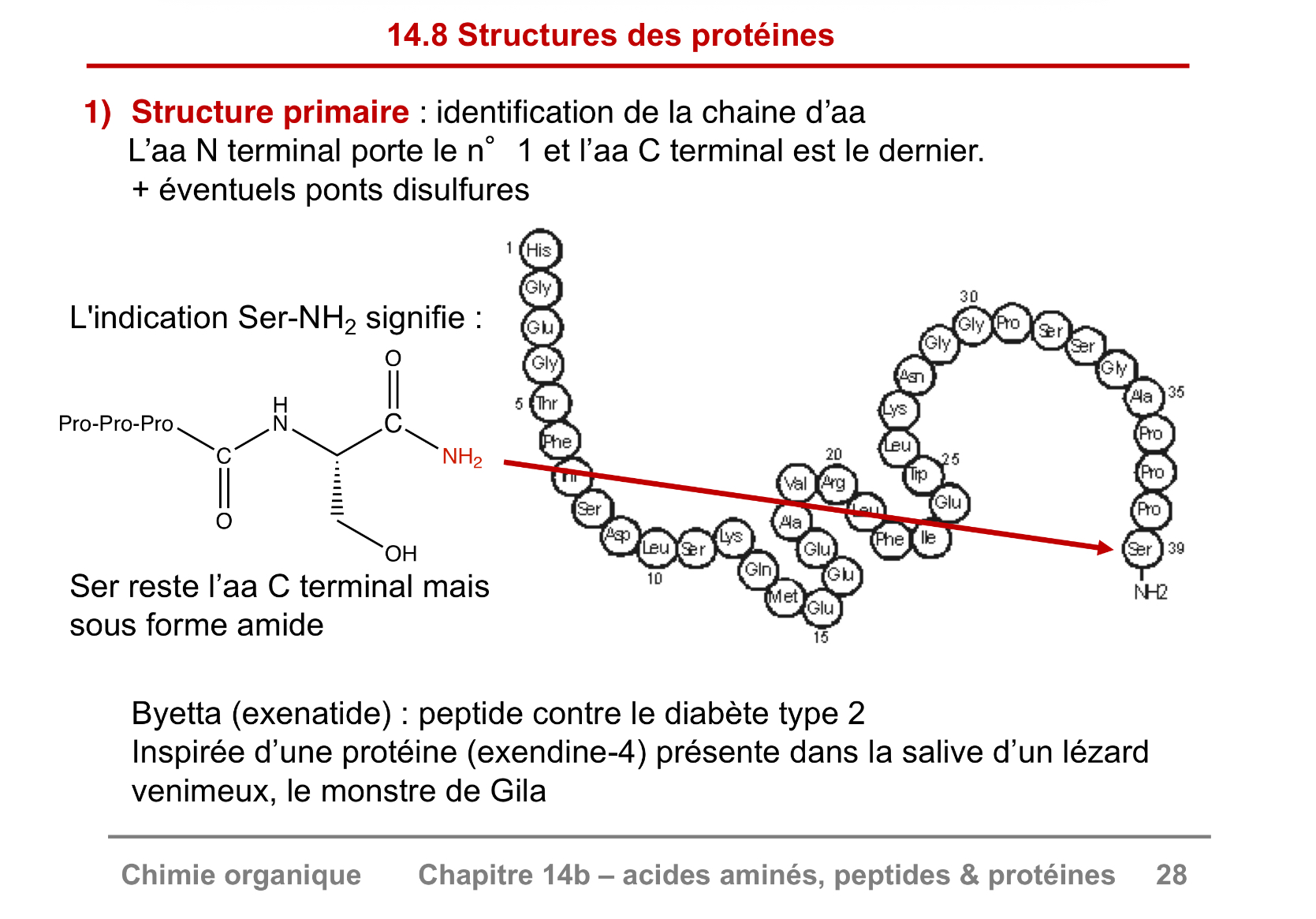 <p>aa N terminal porte le n1 et l’aa C terminal est le dernier</p>