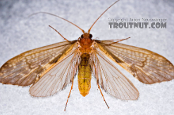 <p>Caddisfly</p>