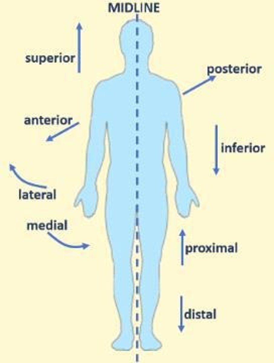 <p>Terms: Anterior, posterior, lateral, medial, superior, inferior</p>