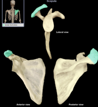 <p>What part of the scapula is this?</p>