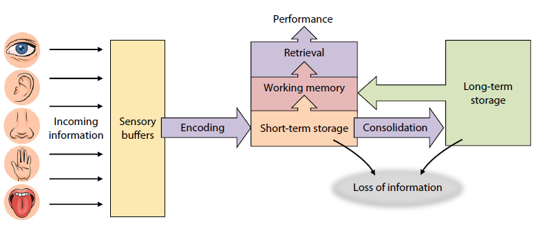 <ol><li><p>Sensory buffers</p></li><li><p>Encoding</p></li><li><p>Short term storage</p></li><li><p>Consolidation</p></li><li><p>Long term storage</p></li><li><p>Working memory</p></li><li><p>Retrieval</p></li></ol><p></p>