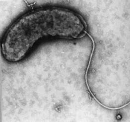 Flagellum