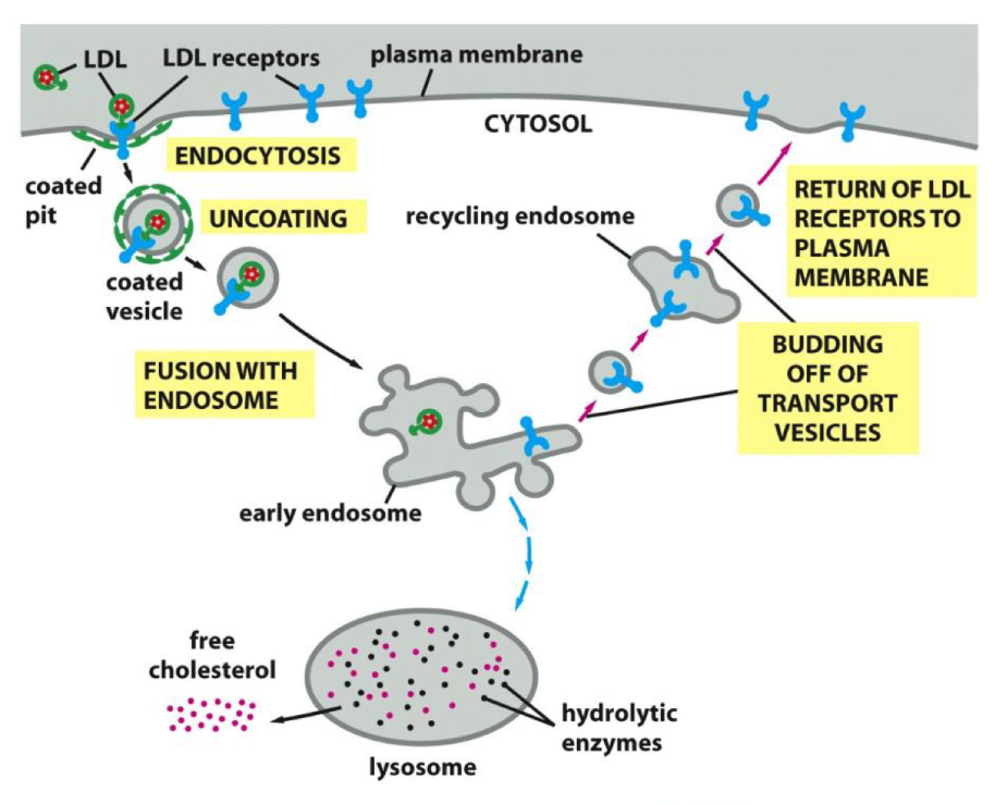<p>Receptor-mediated endocytosis</p>