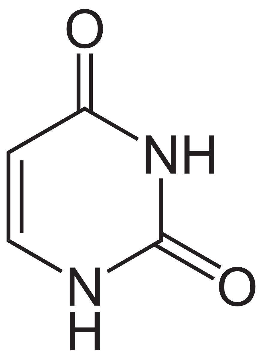 <p>pyrimidine used in RNA, unstable</p>