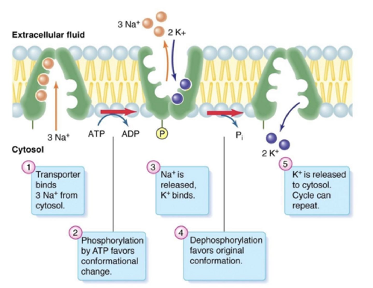 <p>maintain low intracellular Na⁺ and high intracellular K⁺ to preserve polarization</p>