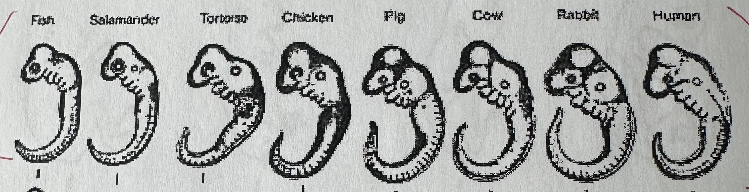 <p>Vertebrates (animals with backbones) have genes active during early embryological development that are the shared heritage from a common ancestor.</p>