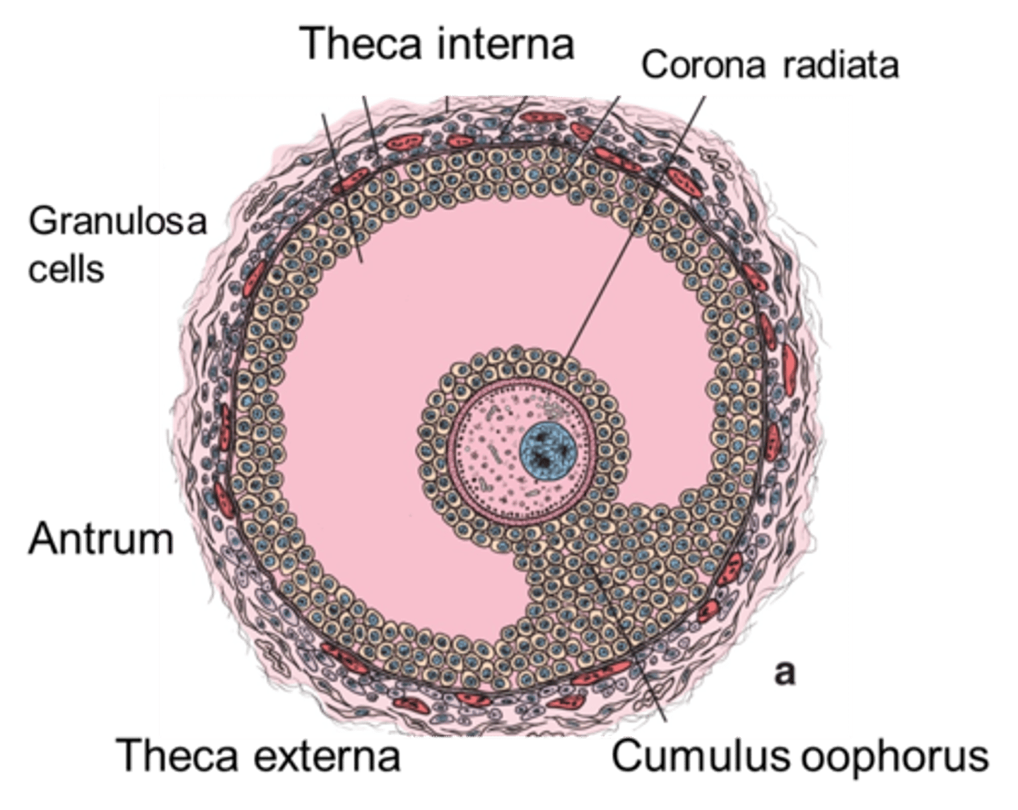 <p>Secondary oocyte</p><p>Cumulus oophorus</p><p>Corona radiata</p>