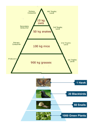 What is this type of diagram called?