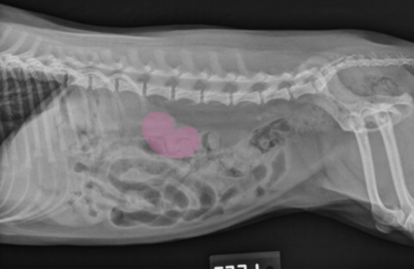 <p>What structure is this?</p>