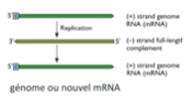 <ul><li><p class="">Le génome ARN+ peut être <strong>directement traduit</strong> par les ribosomes cellulaires</p></li><li><p class="">Le virus code pour sa propre <strong>ARN polymérase</strong>, indispensable à la réplication</p></li><li><p class="">La <strong>synthèse d’un brin ARN- anti-génomique</strong> est nécessaire pour :</p><ul><li><p class="">Réplication du génome</p></li><li><p class="">Production de nouveaux ARNm</p></li></ul></li><li><p class="">Le génome code aussi pour des protéines de capside, de matrice et, pour certains, d’enveloppe</p></li></ul><p></p>