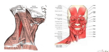 <p></p><ul><li><p><strong>Function:</strong> These muscles raise or elevate a body part.</p></li><li><p><strong>Examples:</strong> Levator palpebrae superioris (raises the eyelid), masseter (elevates the mandible for chewing).</p></li></ul><p></p><ul><li><p><strong>Function:</strong> These muscles lower or depress a body part.</p></li><li><p><strong>Examples:</strong> Depressor anguli oris (pulls the corner of the mouth downward), platysma (pulls the lower lip and corner of the mouth downward).</p></li></ul><p></p>