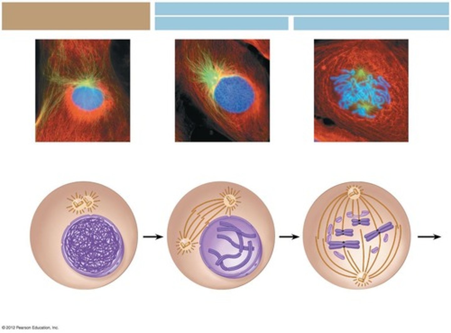 <p>Chromosomes coil tightly and become distinct; centrosomes move to opposite poles.</p>