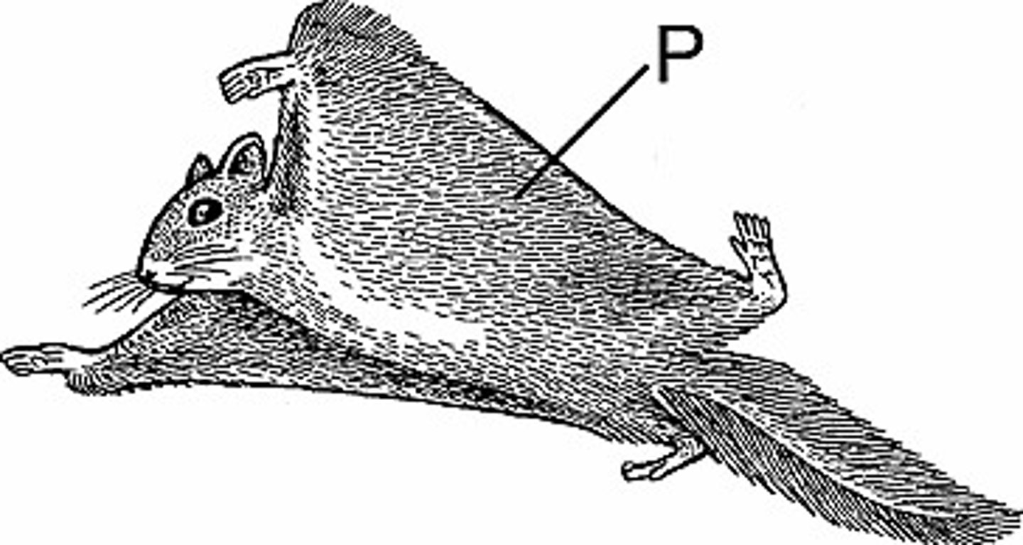 <p>Skin membranae stretched between limbs and/or tail used for gliding or flight</p>