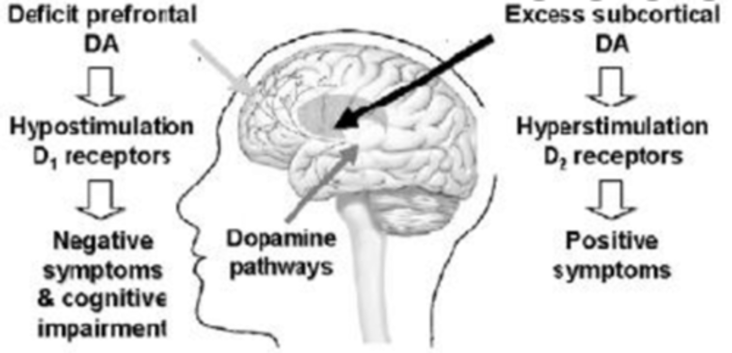 <p>Negative symptoms caused by...</p><p>* Low levels of dopamine (hypodopaminergia) ...</p><p>* ...at D1 receptors ...</p><p>* ...in prefrontal cortex</p>
