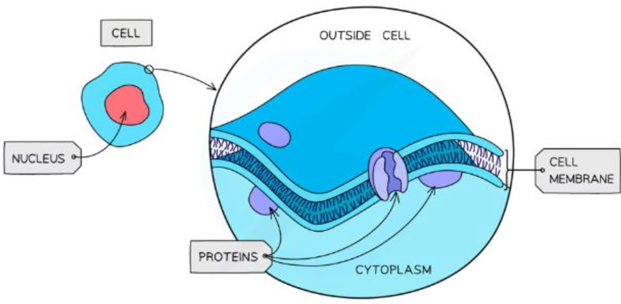 <ul><li><p>Controls the exchange of materials between the internal cell environment and the external cell environment</p></li><li><p>Partially permeable</p></li><li><p>Fluid - constantly in motion</p><ul><li><p>Due to the 2 layers of fat constantly attracting and repelling each other</p></li></ul></li><li><p>Primarily made up of <span style="color: yellow">phospholipids</span></p></li></ul>