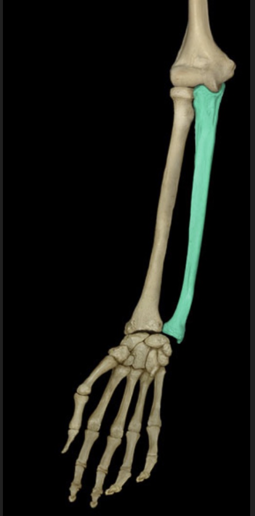 <p><span style="font-family: Arial, sans-serif; color: rgb(45, 59, 69)">the medial bone of the forearm</span></p>