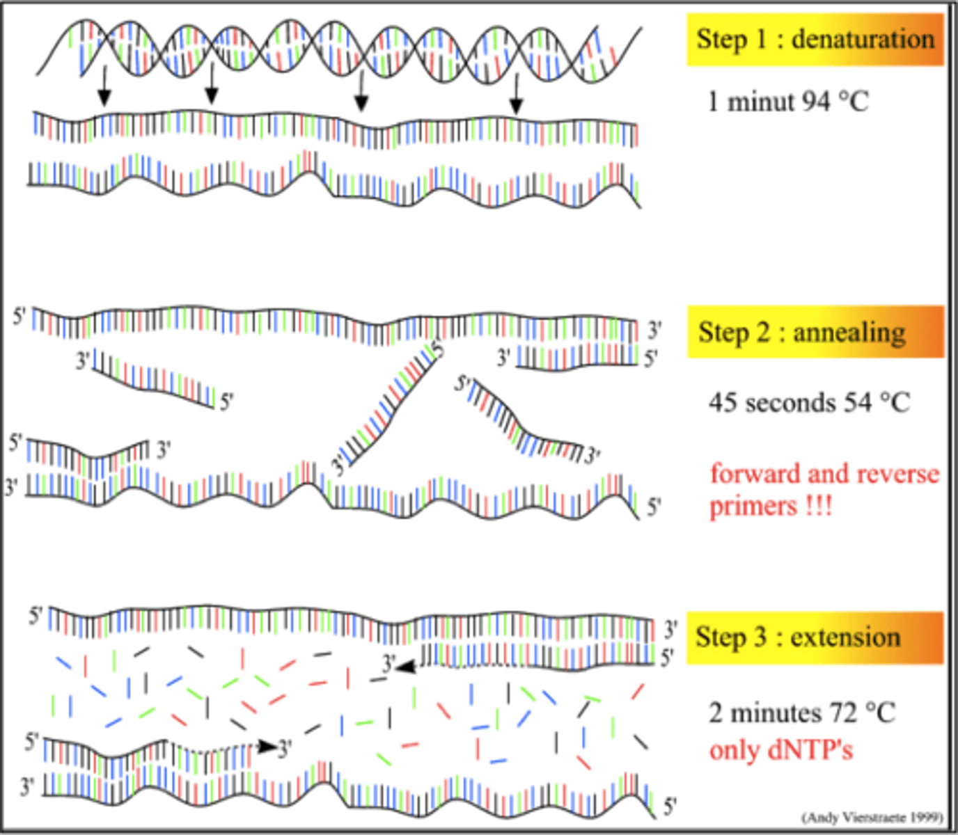 <p>A laboratory technique used to produce many identical copies of DNA from a small initial sample.</p>