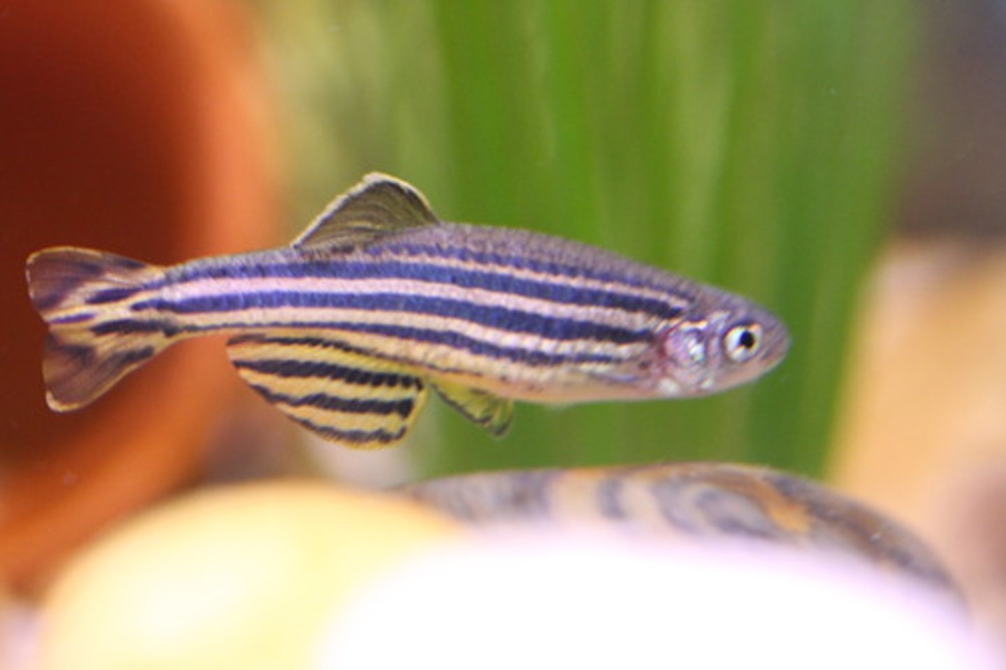 <p>zebravis</p>