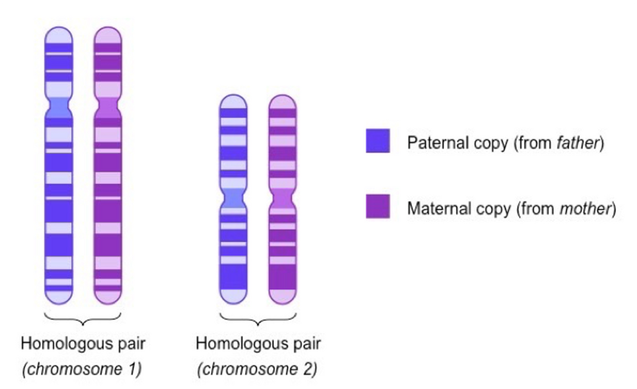 <p><span>•Pairs of chromosomes that are identical in size, shape and they have the same genes located in the same position.</span></p><p><span>•Each member of a pair of homologous chromosomes carries genetic information that influences the same characteristics.</span></p>