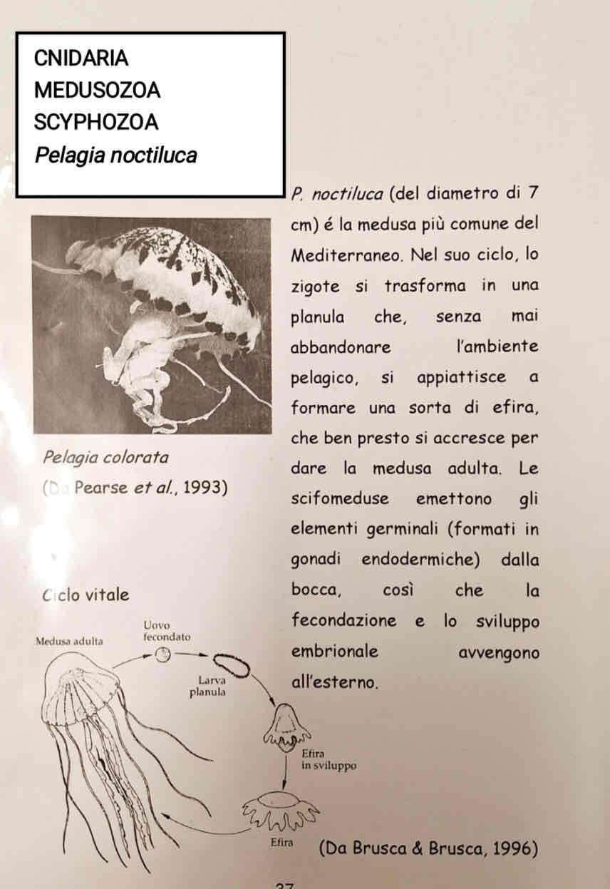 <p>Medusozoa</p><p>Scyphozoa</p><p><em>Pelagia noctiluca</em></p>