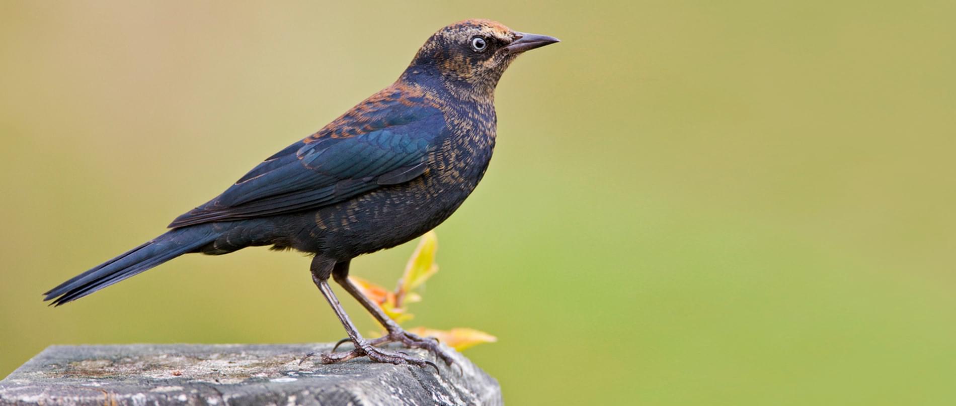 <p>Fall plumage rusty-edged, spring glossy black; pale eye; Special Concern.</p>