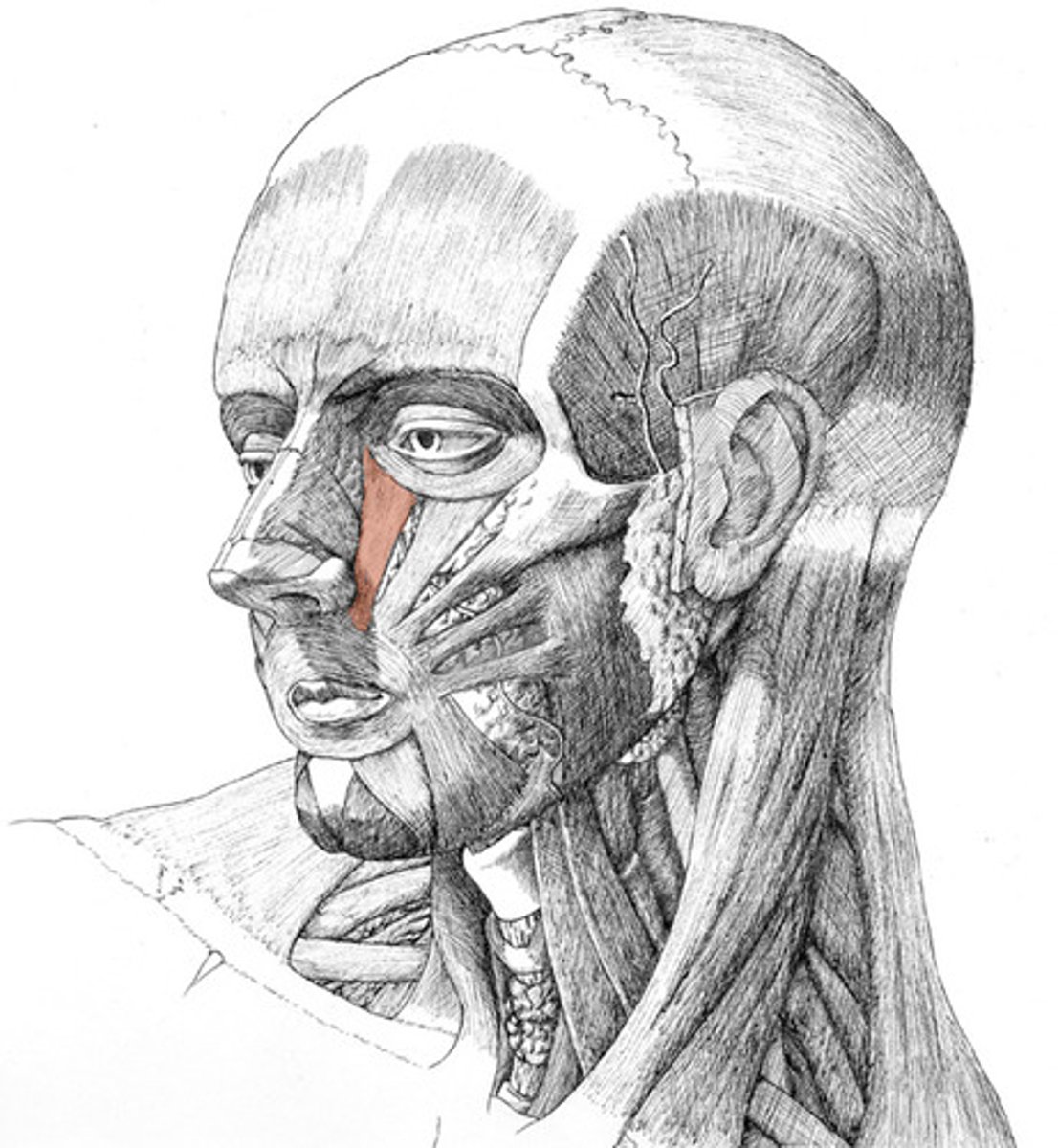 <p>elevates upper lip</p>