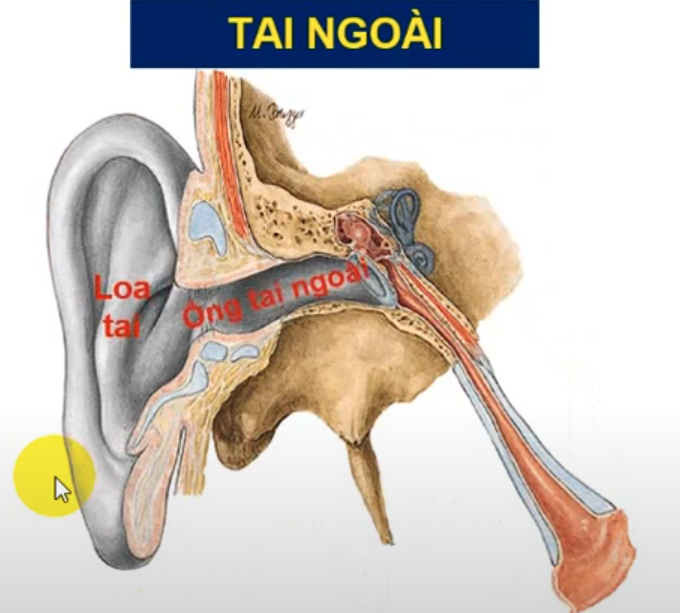 <p>Tai ngoài có 2 phần nào ? </p>