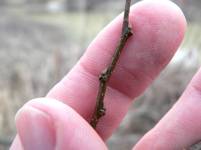 Blade: shaped like spearheads, approximately 2–4" and 1½–2" wide, arranged alternately along the twigs. Small teeth edge at least the upper half of the leaf, compound
Bud: produces small dark red drupes, 
Bark: corky, knobby bark. Young trees are smooth, and as the tree matures, the bark forms these distinctive knobs and then ridges