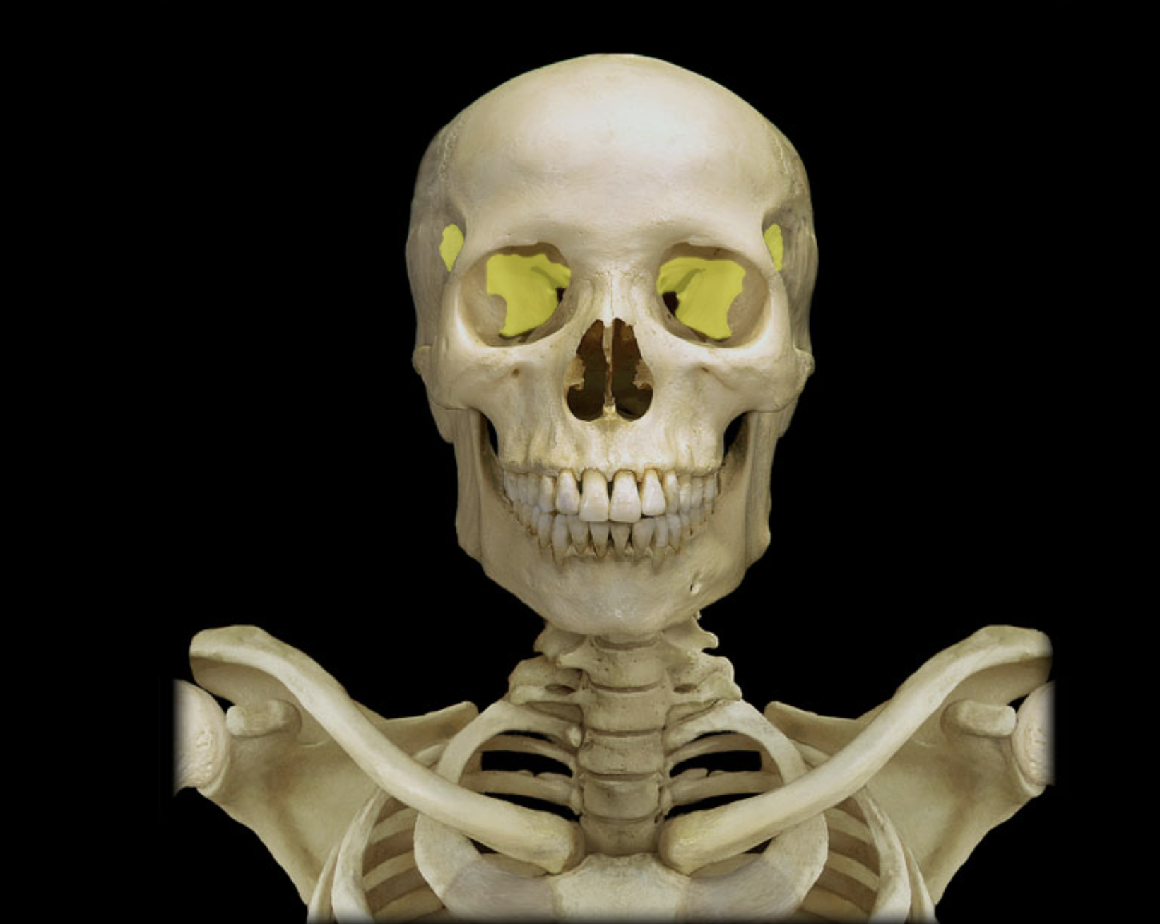 <p>Sphenoid bone</p>