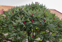 <p>a large bush or small tree with leaves that are divided into several parts and fruits that grow in bunches (= groups)<br>Ex: <em>Typical plants include pitcher plants, sundew, cotton grass, and poison </em><strong><em><u>sumac</u></em></strong><em>.</em></p>