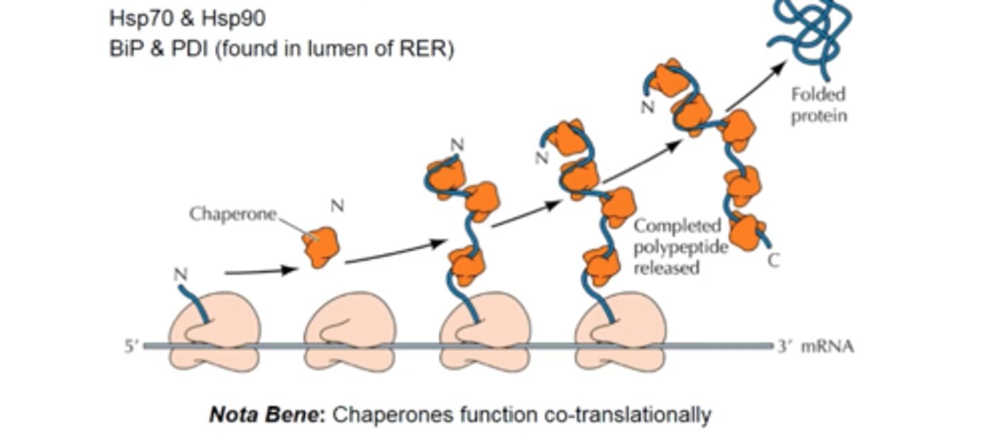 <p>bind to the N-terminus of the growing peptide chain, stabilizing it in an unfolded configuration until peptide synthesis is complete</p><p>- the completed protein is then released from the ribosome and is able to fold into its correct 3D conformation</p>