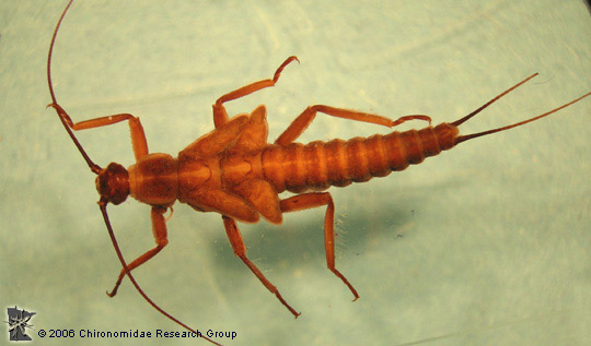 <p></p><p>“Broadbacks, winter stoneflies.” Often slow-moving and covered in debris; paraglossae and glossae about the same length; divergent wing pads; second tarsal segment of each leg is about the same length as the first</p>