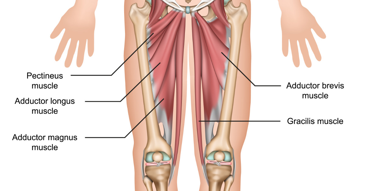 <p>adductor longus, adductor brevis (under longus), adductor magnus, pectineus, gracilis</p>