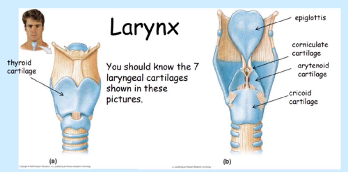 <p>voice box; passageway for air moving from pharynx to trachea; </p><p></p><p>contains: </p><p>- vocal cords</p><p><strong>- nine (9) cartilages</strong></p><p>   </p><p>single cartilages:</p><p>1x - <strong>epiglottis</strong> (made of <strong><span class="bgY">elastic cartilage</span></strong>)</p><p>1x - <strong>thyroid cartilage</strong> (hyaline cartilage)</p><p>1x - <strong>cricoid cartilage</strong> (hyaline cartilage)</p><p></p><p>double cartilages: </p><p></p><p>2x - <strong>arytenoid cartilages</strong></p><p>2x - <strong>corniculate cartilages</strong></p><p>2x - <strong>cuneiform cartilages</strong></p><p></p><p></p><p><strong>from most superior to inferior (cephalocaudal)</strong></p><p>a. epiglottis</p><p>     &gt;&gt; enter glottis</p><p> b. corniculate cartilage</p><p> c. cuneiform cartilage</p><p> d. arytenoid cartilage</p><p> e. thyroid cartilage</p><p> f. cricoid cartilage</p><p></p><p><em>note: all but epiglottis is made of hyaline cart.</em></p>