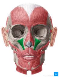 <p>muscle of facial expression [elevate and extend upperlip] <em>origin: maxilla, insertion: skin and muscle of the upper lip</em></p>