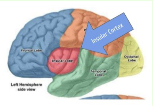 <p>What are the functions of the insular cortex (f<span>issure separating the</span><br><span>temporal lobe from the parietal and frontal lobes, deep within lateral sulcus)</span></p>