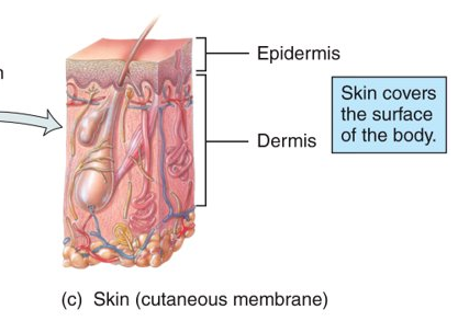 <p>cover the outside of the body (ex. skin); the epidermis consists of keratinized stratified squamous epithelium and the dermis consists of areolar and dense irregular connective tissues</p>