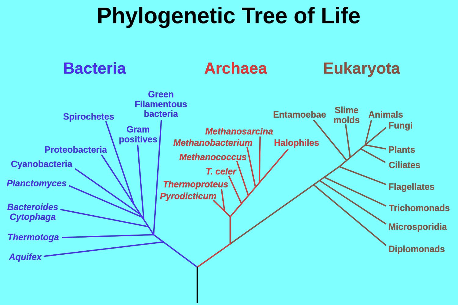 <p>They are one of the three domains of life and they are prokaryotes, which are metabolically diverse</p>