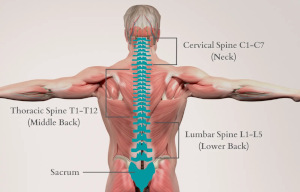 <p>(<em>noun</em>) the long bone in your back</p><p>“The football hit the player’s back and injured his _______.”</p>