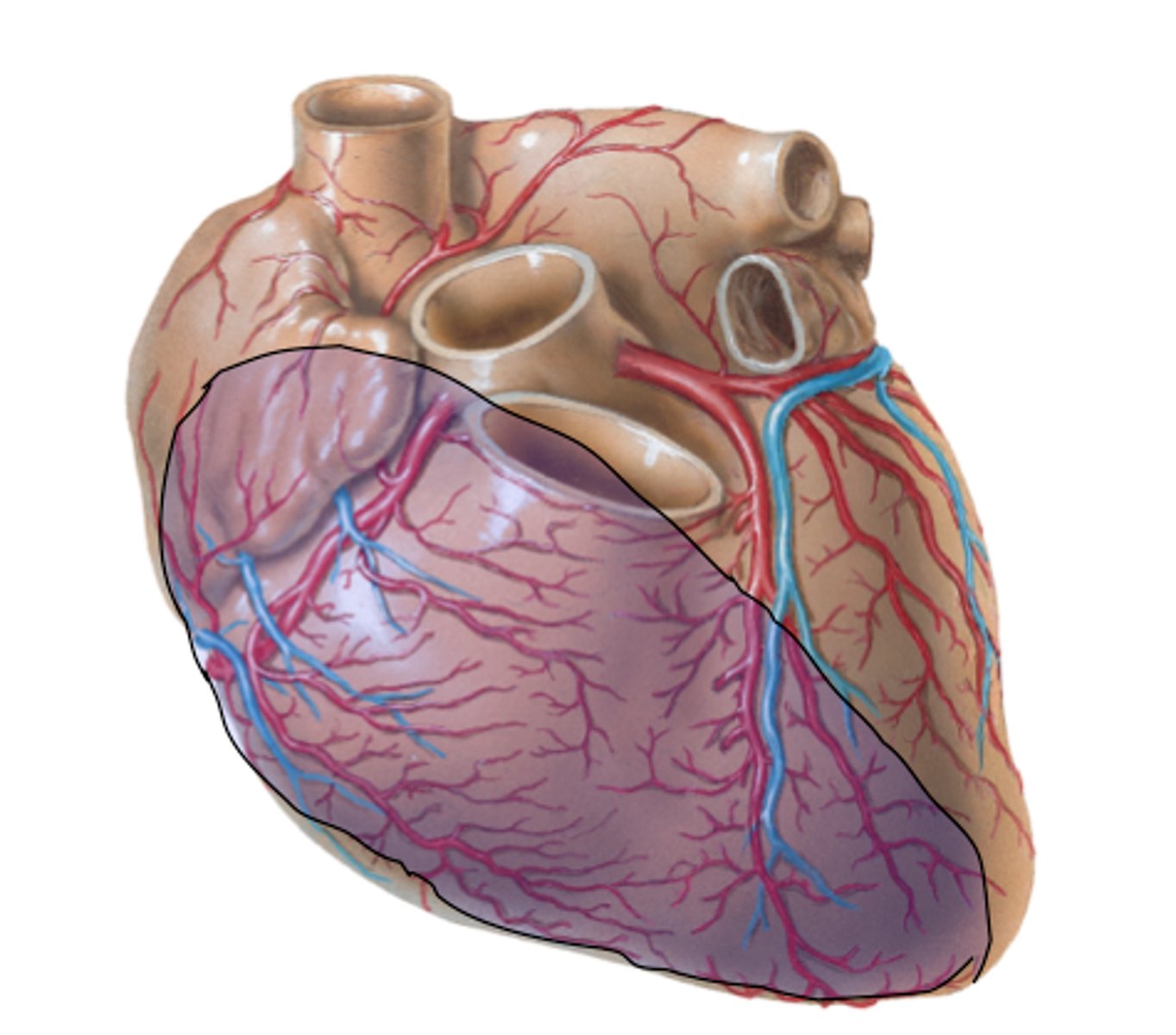 <p>hand in front- region</p>