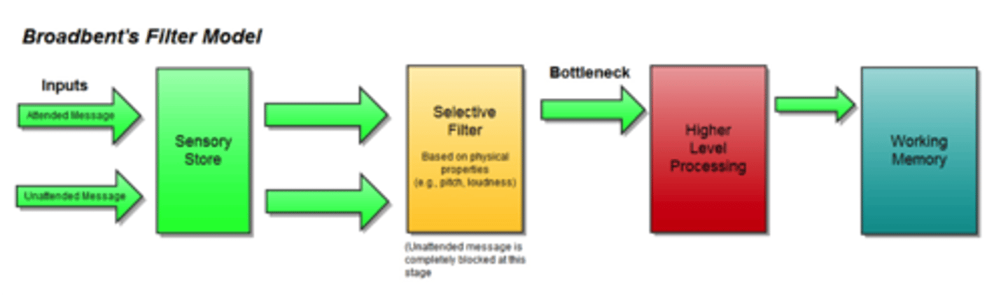 <p>Input enters the sensory store, the selective filter removes unattended input and allows it to decay, then the input goes to higher-level processing and working memory</p>