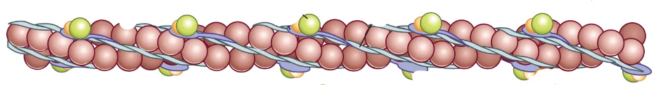 <p>What are the notable structures in actin filament?</p>