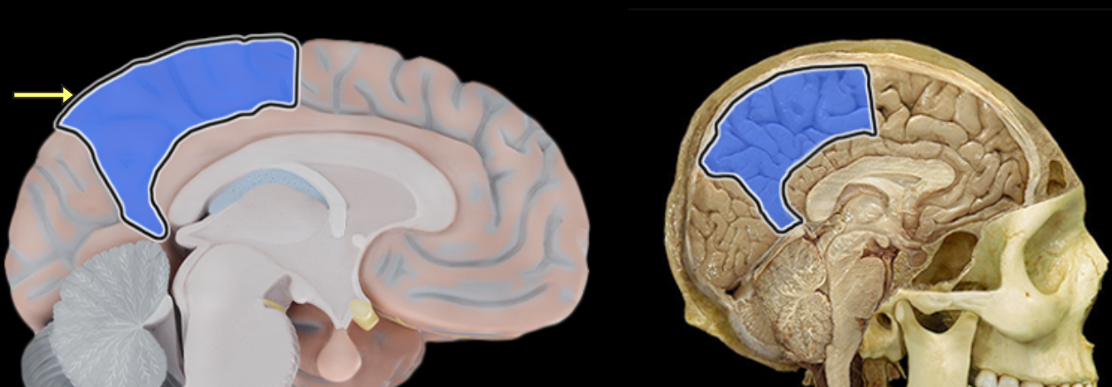 <p>Location:</p><ul><li><p>Lateral surface of each cerebral hemisphere of brain</p></li></ul><p>Description:</p><ul><li><p>Extends from central sulcus (rostral) to parieto-occipital sulcus (caudal)</p></li><li><p>Includes postcentral gyrus</p></li></ul><p>Function:</p><ul><li><p>Reception of general sensory information from body</p></li><li><p>Tactile object recognition</p></li><li><p>Language, verbatim repetition of terms (i.e., Wernicke's area - usually in left hemisphere)</p></li></ul><p>Comment:</p><ul><li><p>Named for overlying bone</p></li></ul><p></p>