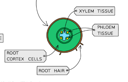 knowt flashcard image