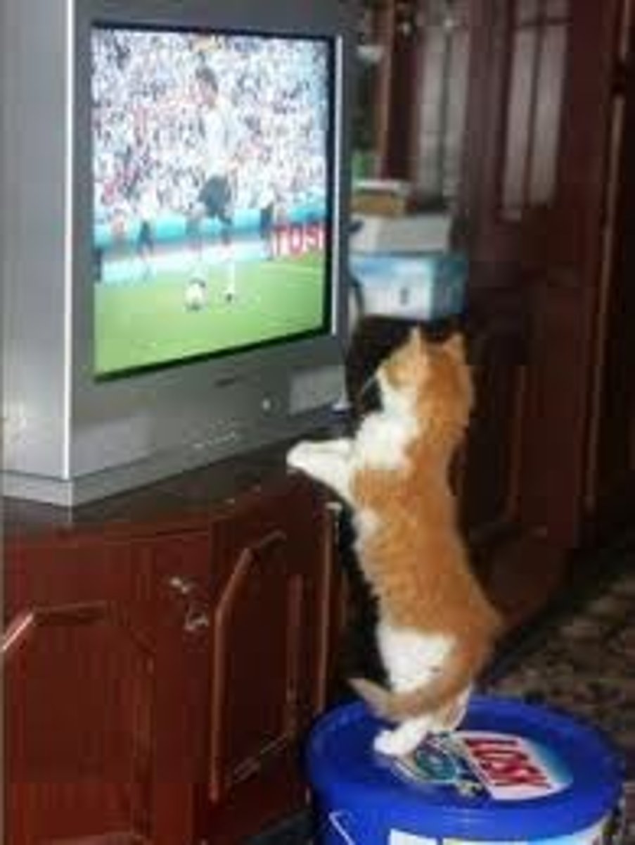 <p>A television</p>